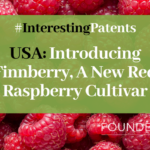 Interesting Patents - USA Introducing Finnberry A New Red Raspberry Cultivar