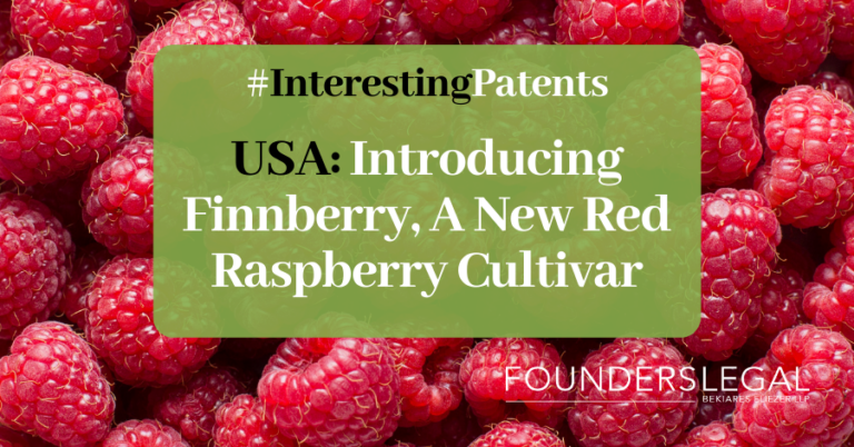 Interesting Patents | Introducing Finnberry: A New Red Raspberry Cultivar Revolutionizing the Berry Industry
