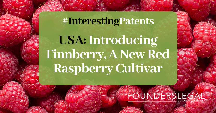 Interesting Patents - USA Introducing Finnberry A New Red Raspberry Cultivar